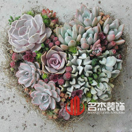 辦公室香草视频APP成人風水之多肉植物.jpg 辦公室香草视频APP成人風水之多肉植物.jpg