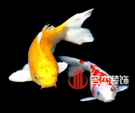 辦公室香草视频APP成人風水之養殖金魚.jpg 辦公室香草视频APP成人風水之養殖金魚.jpg