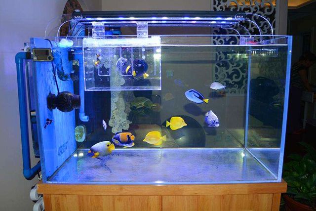 辦公室香草视频APP成人魚缸擺放風水.jpg