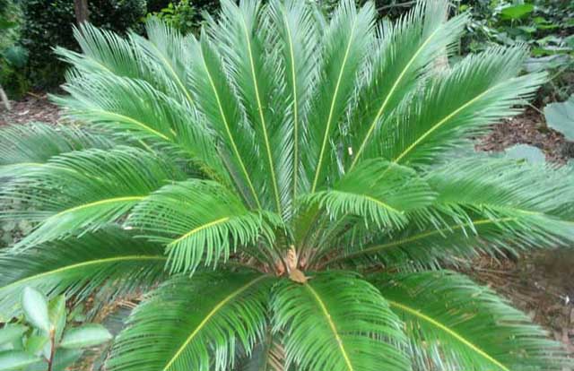 辦公室香草视频APP成人風水.jpg
