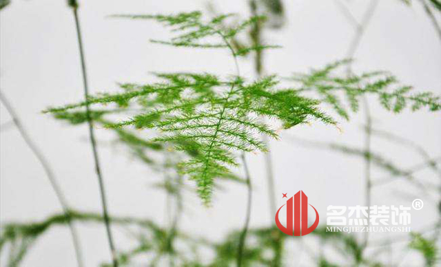 辦公室香草视频APP成人風水之綠植.jpg