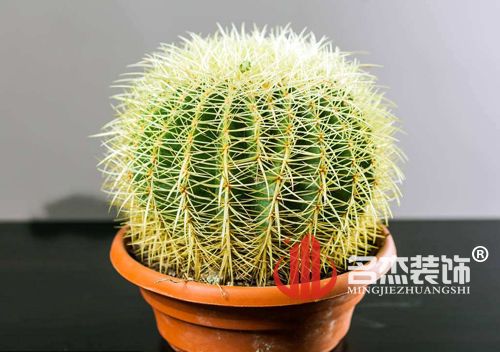 辦公室香草视频APP成人風水之仙人掌.jpg